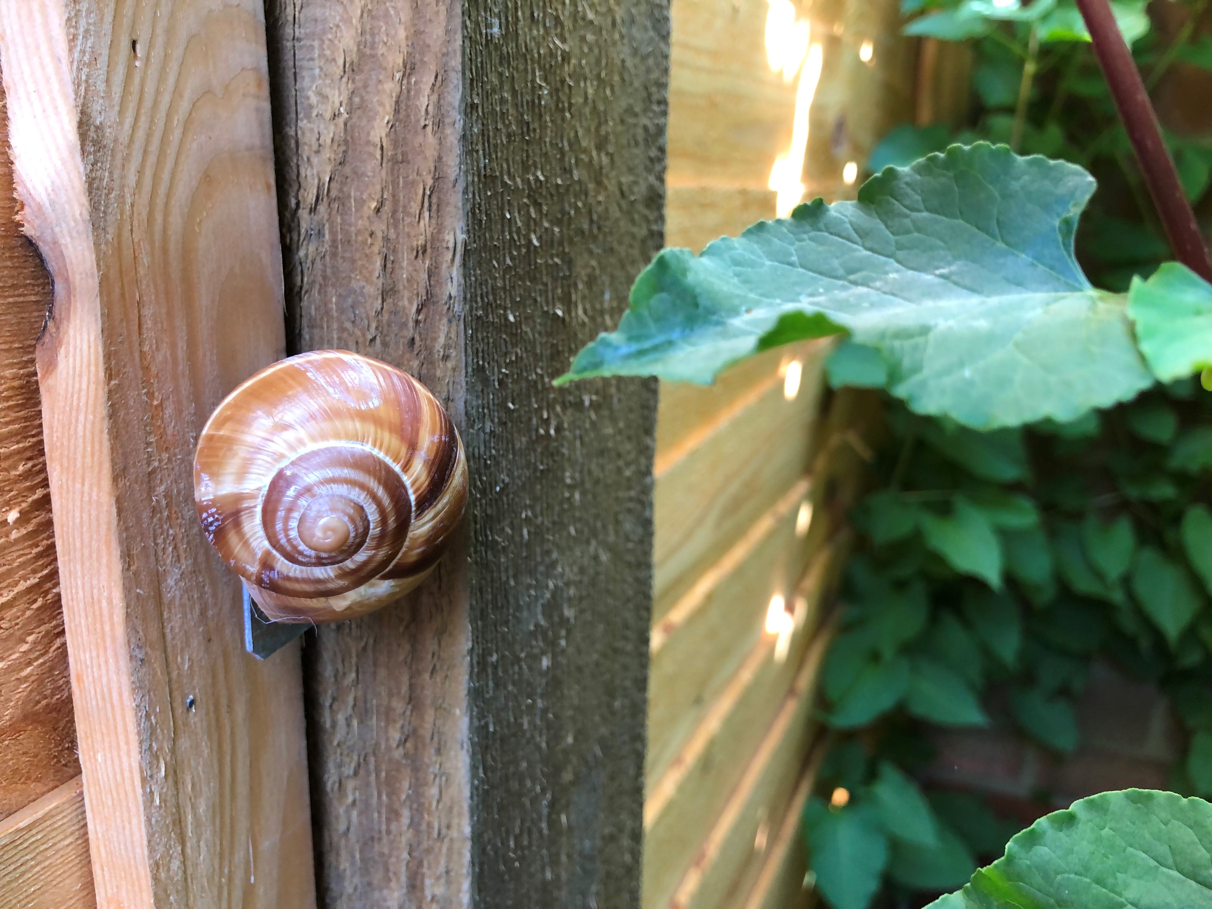 A geocache in the shape of a snail on a fence